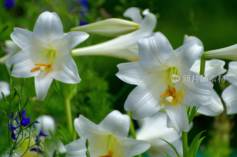 长花百合/喇叭百合/复活节百合:芳香，外向，喇叭状，纯白色花